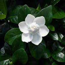 Pin By Mighty Lohkamp On Flower Beautiful Flowers Flowers Gardenia Bush