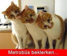 Kedicik Icin 30 Fikir Kedi Kedicik Yavru Kediler