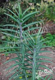 Image result for Euphorbia platyrrhiza