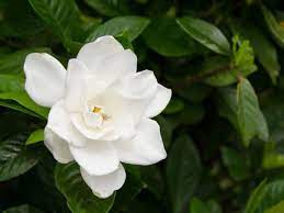 Pin On Garden Gro