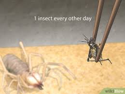 General facts, symptoms, first a camel spider are not excellent jumpers but can crawl and climb up trees and over building walls apply an antibiotic cream. 4 Ways To Care For A Camel Spider Wikihow