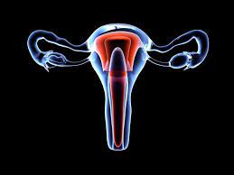 Untuk menghentikan ketakutan tersebut, para leluhur suku apatani pun memulai tradisi untuk menato wajah dan menyumbat lubang hidung para perempuan dari usia belia. Mengenal Organ Reproduksi Wanita Alodokter