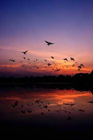Beautiful pictures of birds flying. 20 000 Best Birds Flying Photos 100 Free Download Pexels Stock Photos