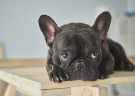 All puppies are raised in a loving and affectionate environment and given the appropriate level of socialization and training. 10 Facts About French Bulldogs Glamorous Puppies Miami