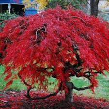 Facherahorn Shaina Acer Palmatum Shaina Gunstig Online Kaufen Garten Pflanzen Vorgarten Ideen Facherahorn