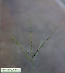 Image result for Digitaria ciliaris