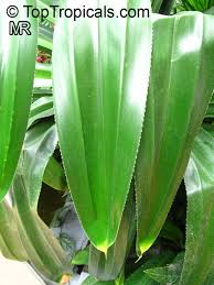Image result for Pandanus sp. B