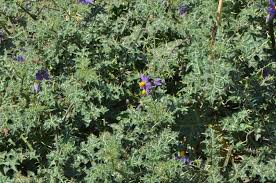 Image result for Solanum torreanum