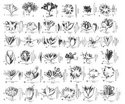 Image result for Elatostema paivaeanum