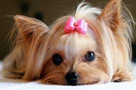 Dogspot celebrates the love and passion pet parents have for their pets. 125 Female Dog Names