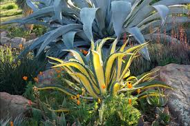 Image result for Grangea zambesiaca