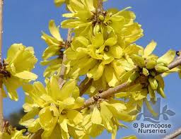 What i mean is, they usually didn't eat just one green species of plant at a time. Forsythia Mandshurica From Burncoose Nurseries