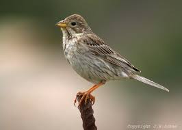 Image result for Strabomantis cornutus