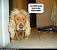 Hilarious Funny Dog Haircuts