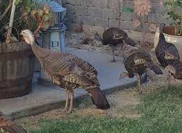 Check spelling or type a new query. What Was A Turkey Hen Doing Off By Herself With Four Chicks