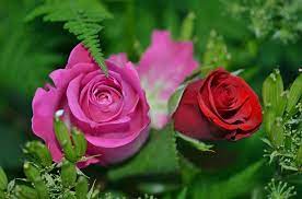 In this video, i will u show you how to graft or bud roses.i.e. How To Grow Roses From Seeds All Types Of Roses Complete Growing Guide