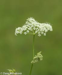Image result for Pimpinella ledermannii
