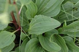 Image result for Aspidoglossum breve