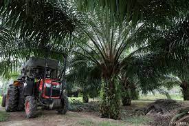 Den ministry of plantation industrier och råvaror (mpic) eller kementerian perusahaan perladangan dan komoditi (tyska: Plantation Industries And Commodities Ministry Planning To Open Regional Office In Jeddah The Edge Markets