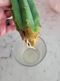 Image result for cactus cuttings