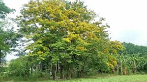 Image result for Pterocarpus indicus
