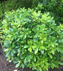 Edit or improve upon this plant file by clicking here. Pittosporum Tobira Wheeler S Dwarf Xera Plants