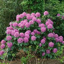 Image result for Rhododendron