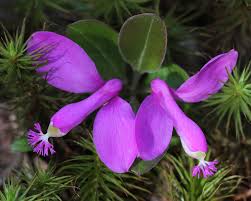 Image result for Polygala filicaulis