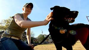 To be clear, emotional support animal registration or emotional support animal certification is not real. Some Pet Owners Game The Emotional Support Animal System To Fly Pets For Free Abc News