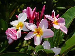 Pin On Plantas