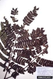 Image result for Albizia adianthifolia × gummifera