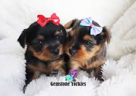 Dog clothes winter hoodie chihuahua clothes dog clothing for puppy yorkie coat. Merle Yorkies Puppies For Sale Quality Merles Of America Exotic Yorkie Boutique