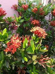 We did not find results for: Ixora Coccinea Growing And Care Guide Jungle Geranium