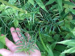 Image result for Thalictrum rhynchocarpum