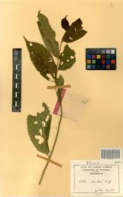 Image result for Celtis zenkeri