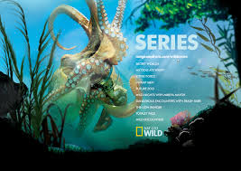 National Geographic Wild On Behance