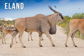 The african bush elephant is the world's largest land animal. Animals That Start With E Animal Alphabet By Hal Brindley