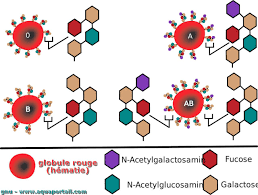 Si vous avez du sang de type o, vous êtes confiant, optimiste, autodéterminé, volontaire et. Systeme Abo Definition Et Explications