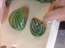 Check spelling or type a new query. Peperomia Leaf Cuttings Youtube