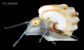 Image result for Gnidia inconspicua