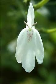 Image result for Rhinacanthus submontanus