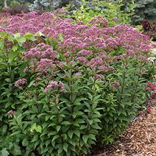 Image result for Pycreus mortonii