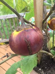 Image result for Solanum aethiopicum