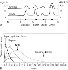 Insulin Derivative An Overview Sciencedirect Topics