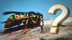 Er ist dunkel und wettergeschützt. Wespen Im Rollladenkasten So Werden Sie Sie Los Focus De