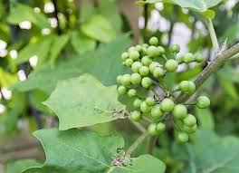 Image result for Solanum torvum