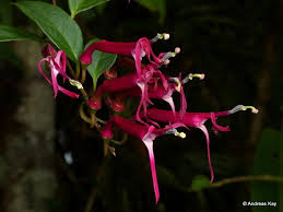 Image result for Glossostelma