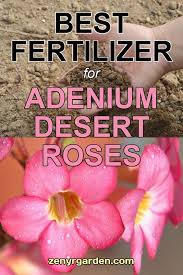 Best Fertilizer For Desert Rose Dessert Rose Plant Rose Plant Care Desert Rose Plant