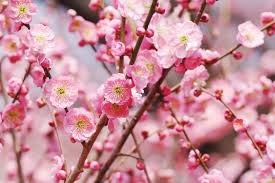 We did not find results for: The Language Of Flowers Asian Inspirations
