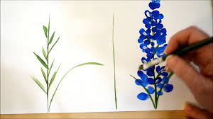 Flowers, how to draw, plants tagged with: Paint Texas Bluebonnets Youtube